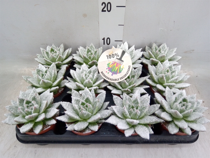 <h4>Echeveria  'Miranda'</h4>