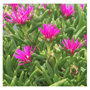 Delosperma cooperi Jewel of Desert gemengd