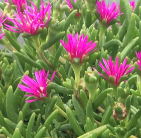 <h4>Delosperma cooperi Jewel of Desert gemengd</h4>