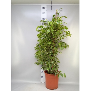 Ficus benja. 'Golden King'