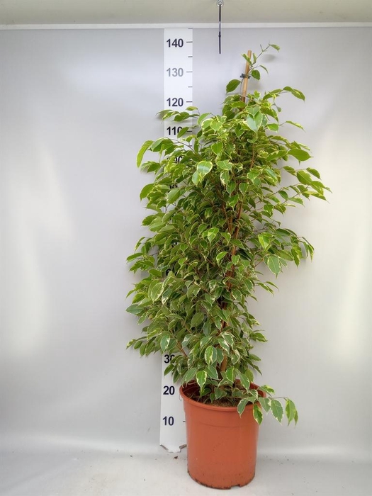 <h4>Ficus benja. 'Golden King'</h4>