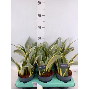 Sansevieria trifa.   ...