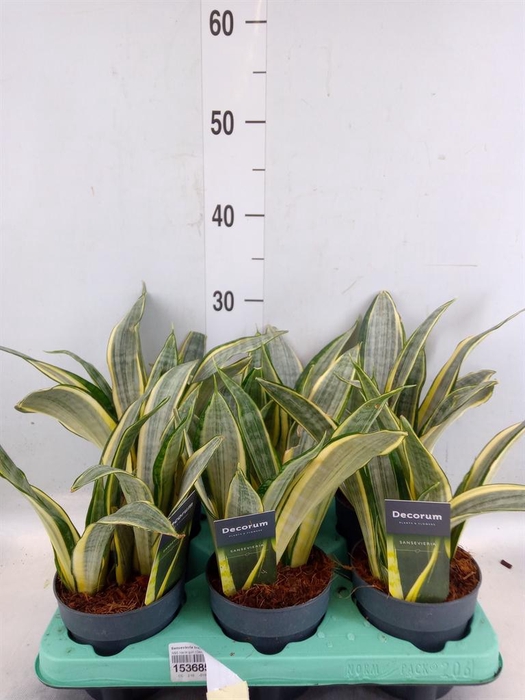 <h4>Sansevieria trifa.   ...</h4>