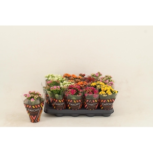 Kalanchoe Double Mix