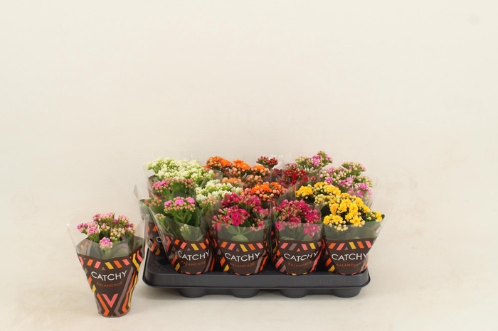 <h4>Kalanchoe Double Mix</h4>