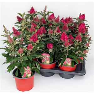 Buddleja Butterfly Candy Ruby T17 (ROT)