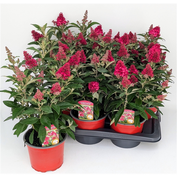 <h4>Buddleja Butterfly Candy Ruby T17 (ROT)</h4>