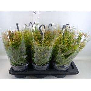 Rhipsalis clavata 'Easy Sweety'