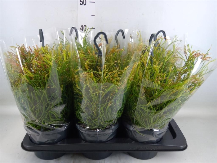 <h4>Rhipsalis clavata 'Easy Sweety'</h4>