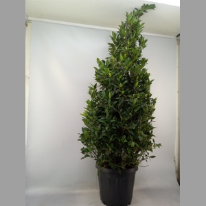 Laurus nobilis