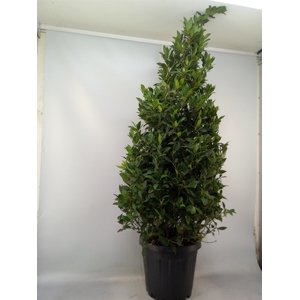 Laurus nobilis