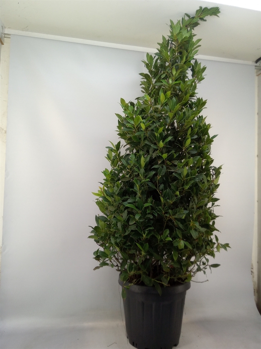 <h4>Laurus nobilis</h4>