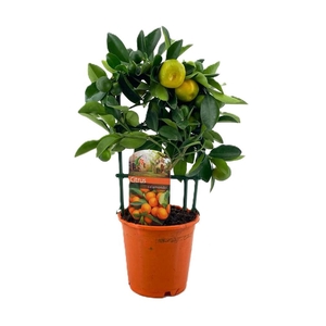 Citrus calamondin