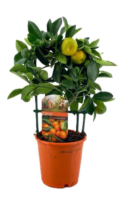 <h4>Citrus calamondin</h4>