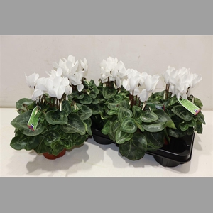 Cycl Md Sup Macro White