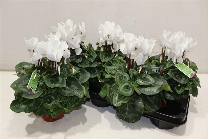 <h4>Cycl Md Sup Macro White</h4>