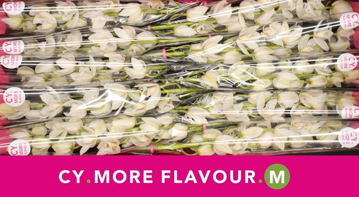 <h4>Mini cymbidium 'Sue' 60 cm</h4>