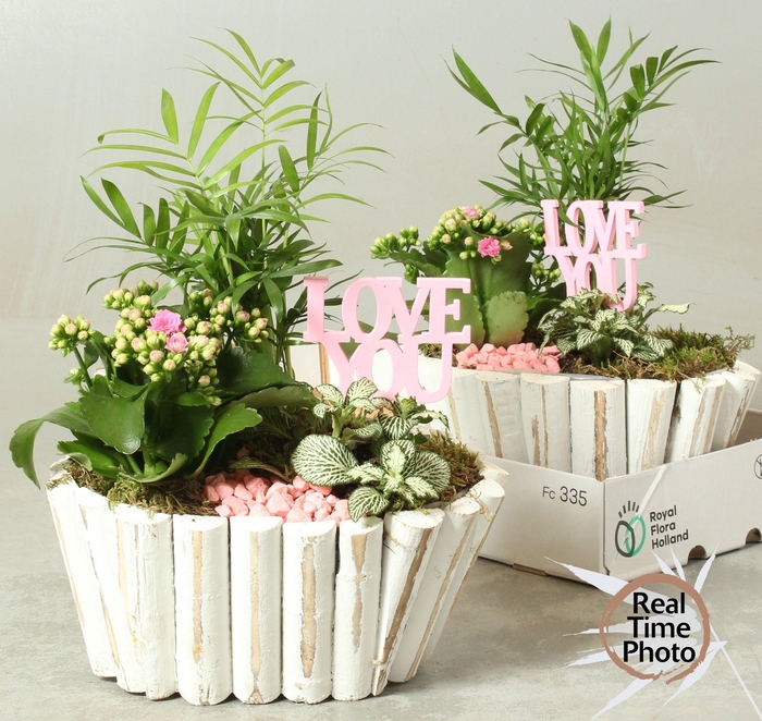 <h4>ARR KAMERPL</h4>