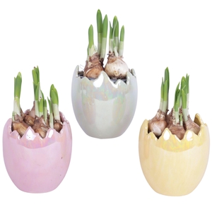 Easter Arr. Narcis Ceramic Egg Pearl Glazed Ø11cm 1PP