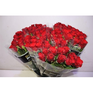 R Gr Red Ribbon X10