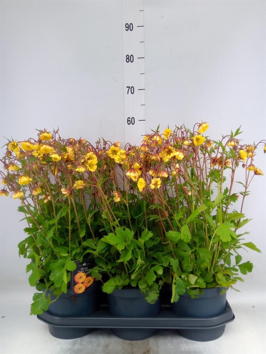 <h4>Geum chiloense</h4>