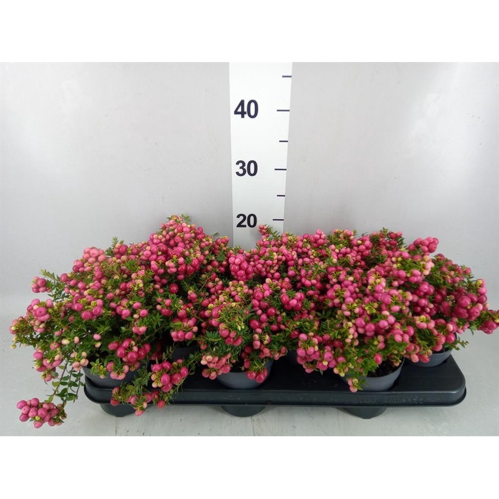 <h4>Gaultheria mucronata</h4>