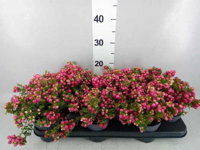 Gaultheria mucronata