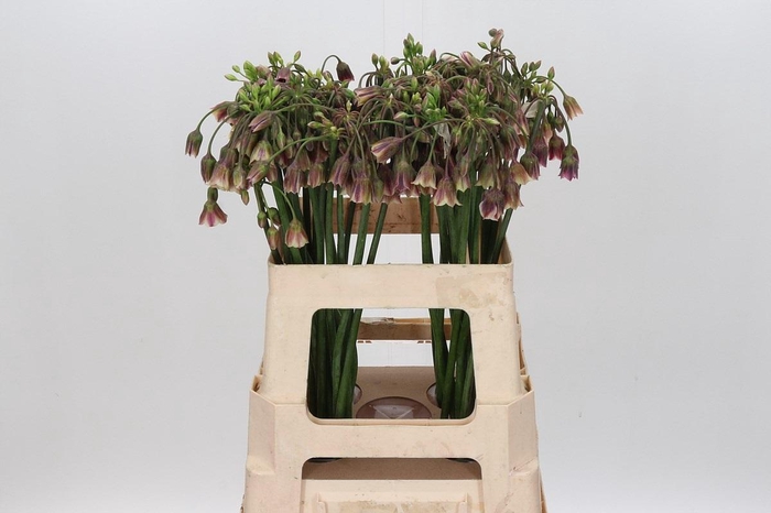 <h4>Allium Nectaroscordum Siculum</h4>