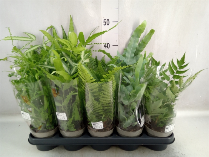 <h4>Ferns   ...mix</h4>