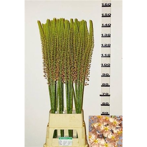 Eremurus Romance