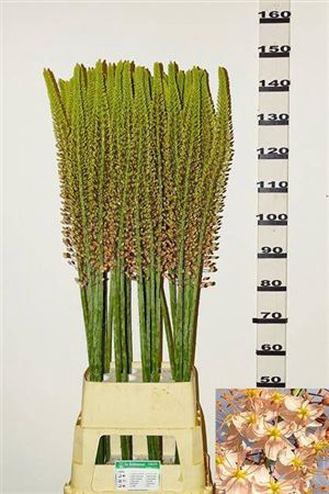<h4>Eremurus Romance</h4>