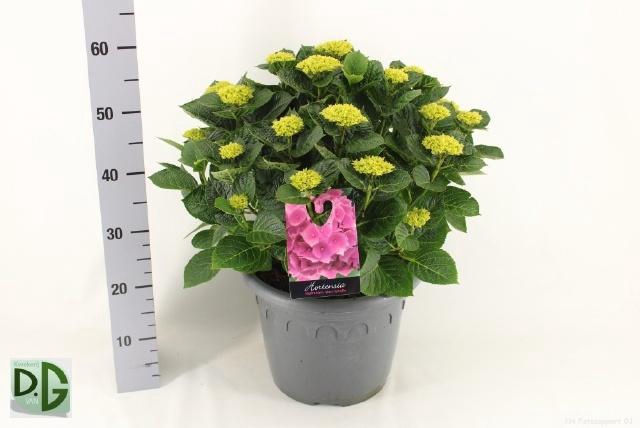 <h4>HYDR M ANDA</h4>