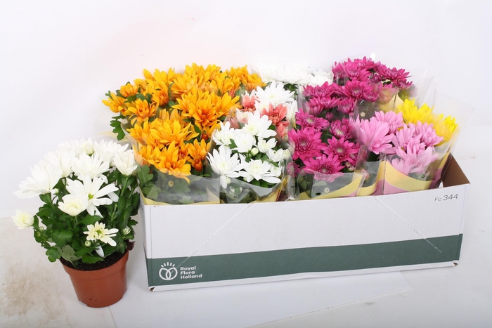 <h4>CHRYS GEM 5 KL</h4>