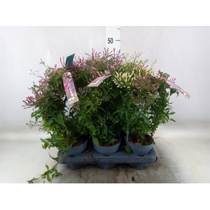 Jasminum polyanthum   ...rose