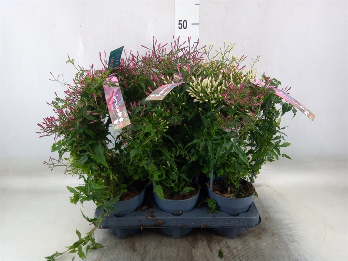 <h4>Jasminum polyanthum   ...rose</h4>