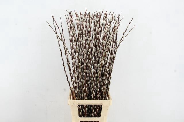 <h4>SALIX WILGENKATJES 100CM</h4>