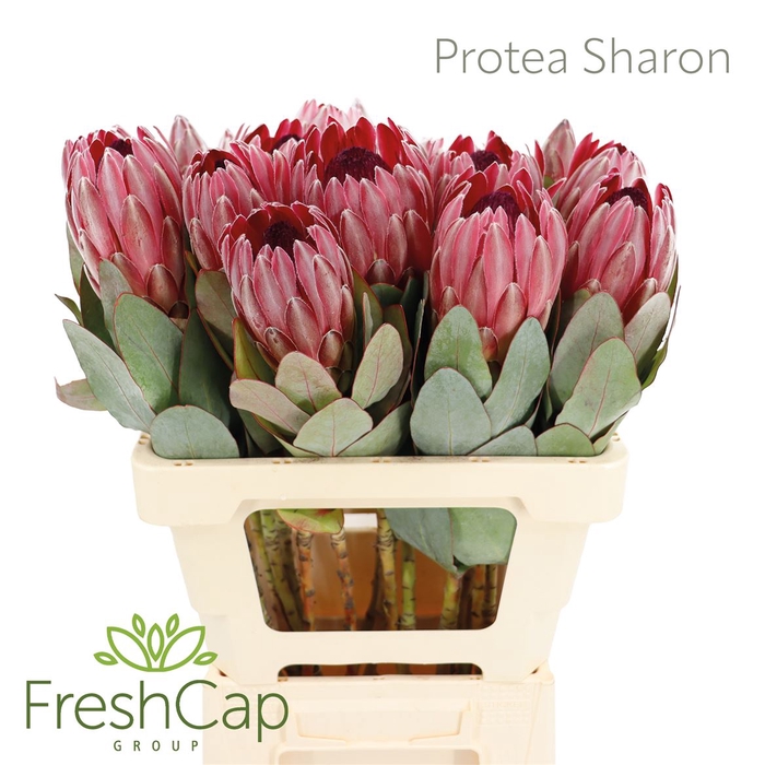 <h4>Protea Sharon</h4>