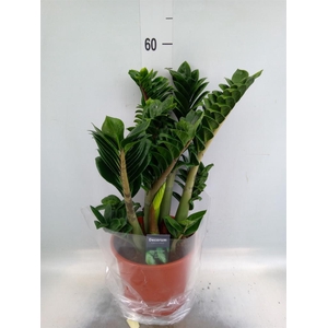 Zamioculcas zamiifolia 'Zenzi'