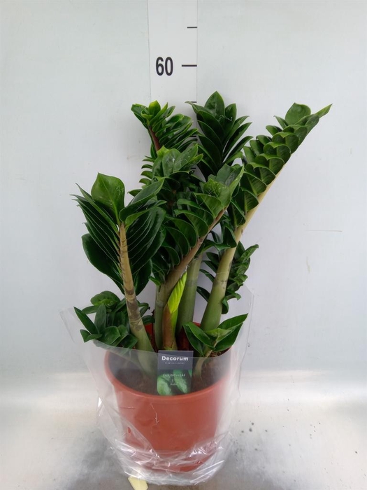 <h4>Zamioculcas zamiifolia 'Zenzi'</h4>