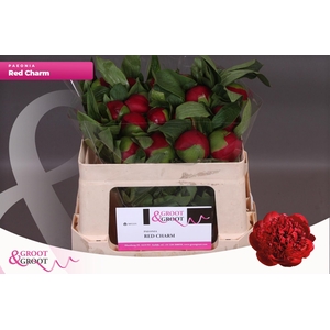 Paeonia Red Charm | Heavy Quality