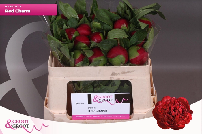 <h4>Paeonia Red Charm | Heavy Quality</h4>