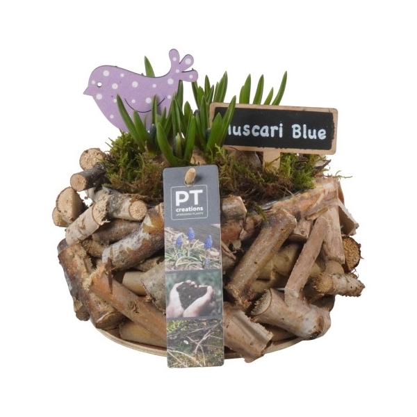 <h4>PTMB1119 Arrangement Muscari in hout pot</h4>