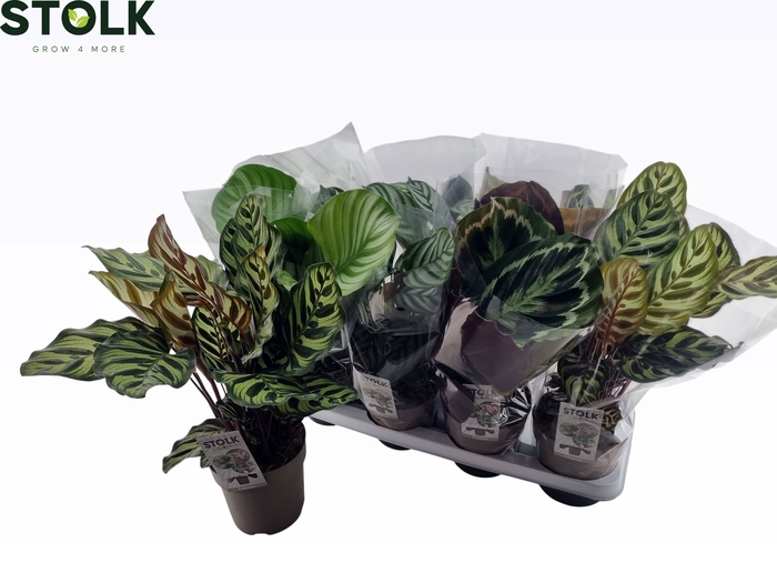 <h4>CALAT GEM 4 SRT</h4>