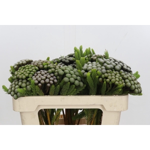 Kaaps Groen Albiflora