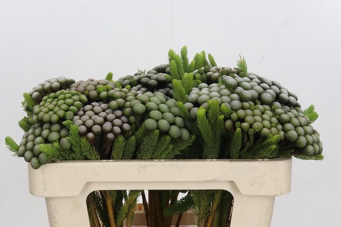 <h4>Kaaps Groen Albiflora</h4>