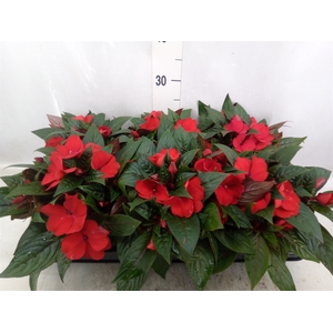 Impatiens NG 'Tamarinda Dark Red'