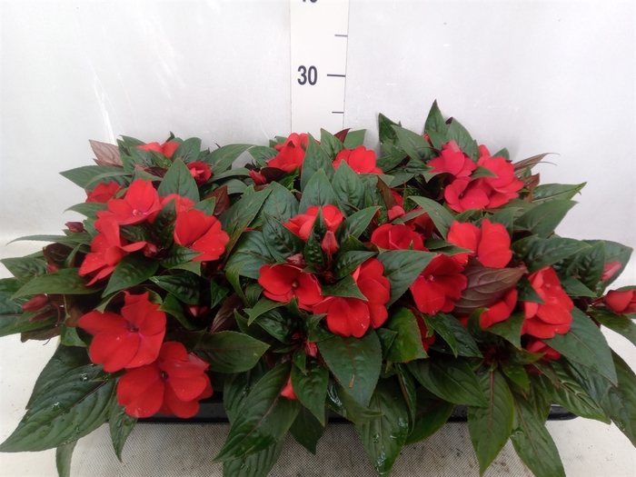 Impatiens NG 'Tamarinda Dark Red'