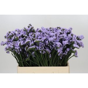 Limonium Donau Birds