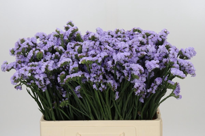 Limonium Donau Birds