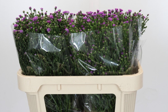 <h4>Aster Casarosa</h4>